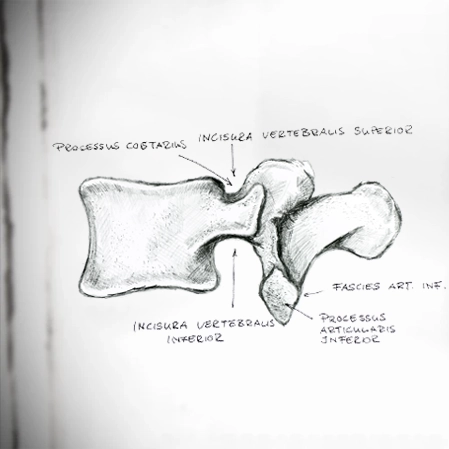 Chiropractic Lawrenceville GA Vertebra Diagram